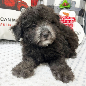 Aussiedoodle Puppy Curly