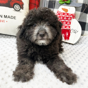 Aussiedoodle Puppy Curly