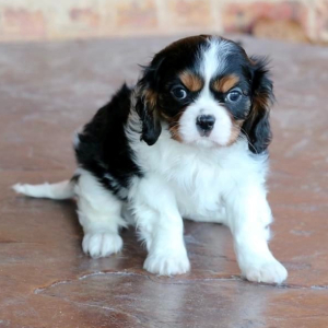 Cavalier King Charles Spaniel Puppy Tot