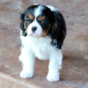 Cavalier King Charles Spaniel Puppy Tot