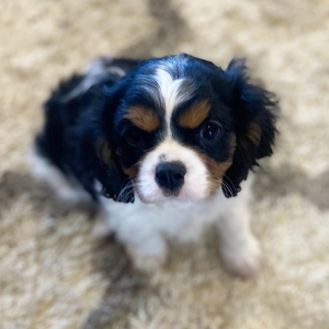 Cavalier King Charles Spaniel Puppy Tot