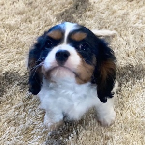 Cavalier King Charles Spaniel Puppy Tot