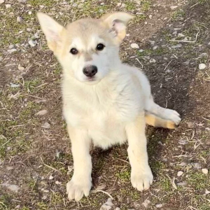 German Shepherd Dog Puppy Larkyn