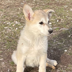 German Shepherd Dog Puppy Larkyn