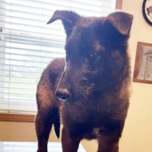 Belgian Malinois Puppy Monica