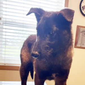 Belgian Malinois Puppy Monica