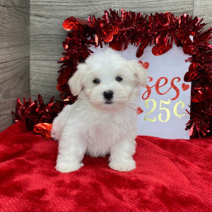 Havanese Puppy Logan