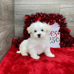 Havanese Puppy Logan