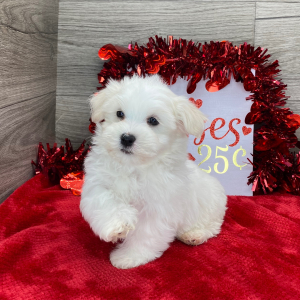 Havanese Puppy Logan