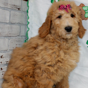 Goldendoodle Puppy Maggie