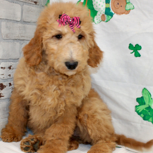 Goldendoodle Puppy Maggie
