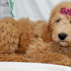 Goldendoodle Puppy Maggie