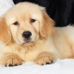 Golden Retriever Puppy Hans