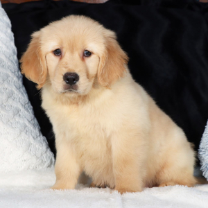 Golden Retriever Puppy Hans