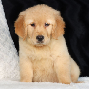 Golden Retriever Puppy Hans