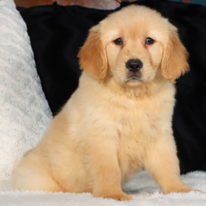 Golden Retriever Puppy Hans