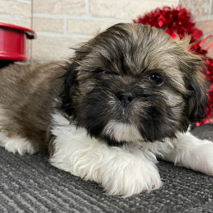 Shih Tzu Puppy Dex