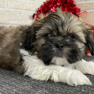 Shih Tzu Puppy Dex