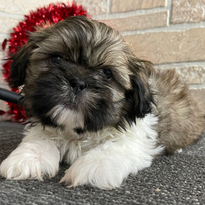 Shih Tzu Puppy Dex