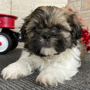 Shih Tzu Puppy Dex