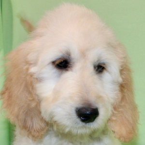 Goldendoodle Puppy Shay