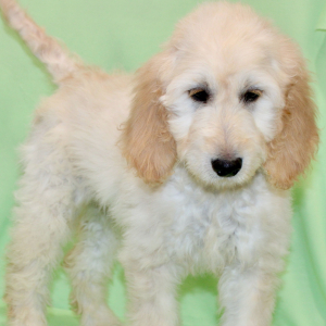 Goldendoodle Puppy Shay