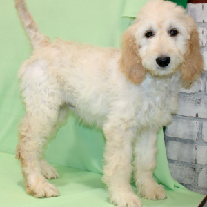 Goldendoodle Puppy Shay