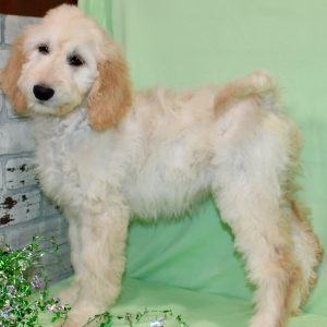 Goldendoodle Puppy Shay