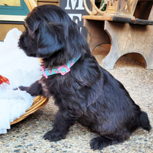 Aussiedoodle Puppy Maggie