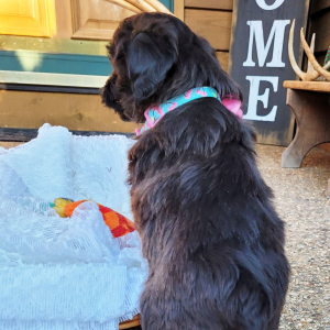 Aussiedoodle Puppy Maggie