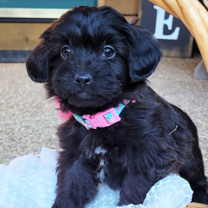 Aussiedoodle Puppy Maggie