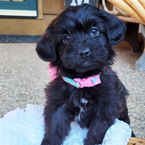Aussiedoodle Puppy Maggie
