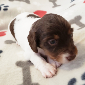 Dachshund Puppy Samuel