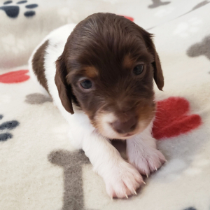 Dachshund Puppy Samuel