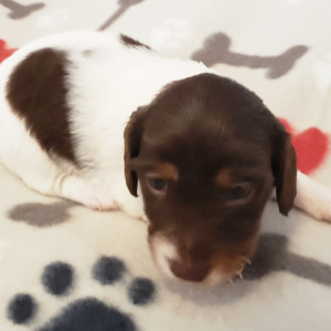 Dachshund Puppy Samuel