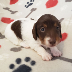 Dachshund Puppy Samuel