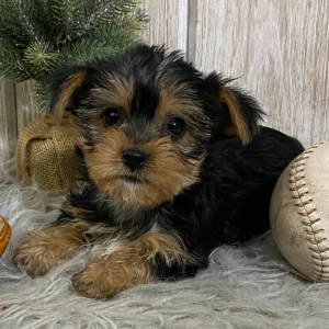 Yorkshire Terrier Puppy Buster