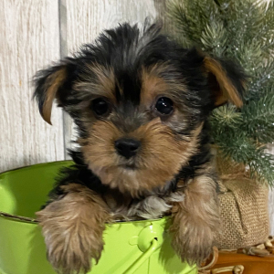 Yorkshire Terrier Puppy Buster