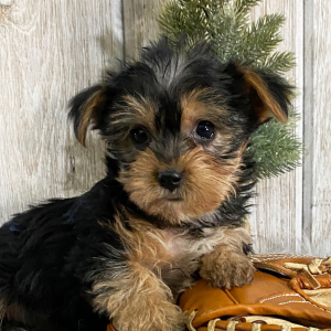 Yorkshire Terrier Puppy Buster
