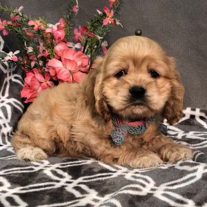 Cocker Spaniel Puppy Polo