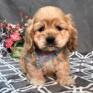 Cocker Spaniel Puppy Polo