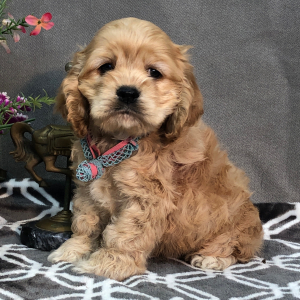 Cocker Spaniel Puppy Polo