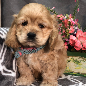 Cocker Spaniel Puppy Polo