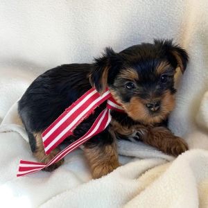 Yorkshire Terrier Puppy Mikki