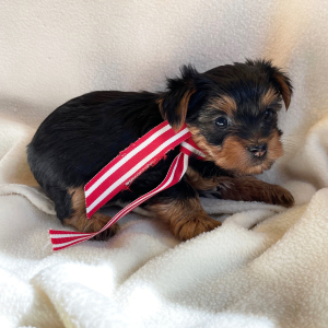 Yorkshire Terrier Puppy Mikki