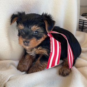 Yorkshire Terrier Puppy Mikki