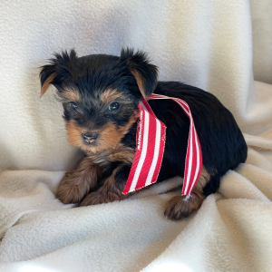 Yorkshire Terrier Puppy Mikki