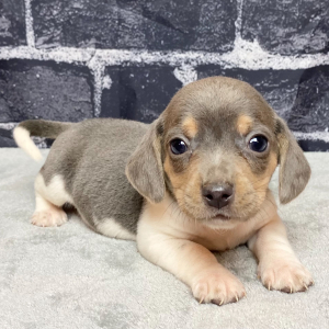 Beagle Puppy Ranger