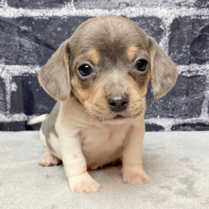 Beagle Puppy Ranger