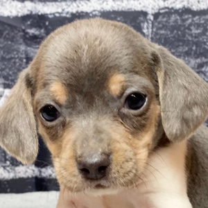 Beagle Puppy Ranger